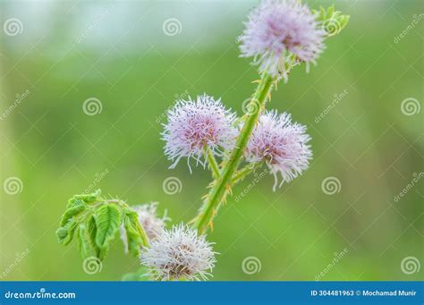 Bunga Malu: En mystisk berättelse om skam och blommande skönhet från 12-talets Malaysia!